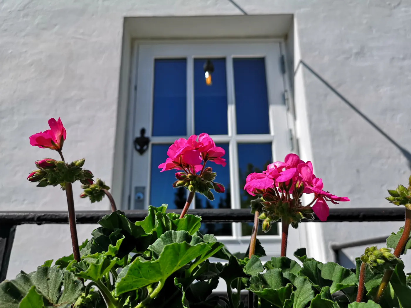 Hvid dør med pelargonier foran